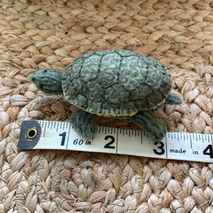 Lifelike River Cooter Turtle made from Felt